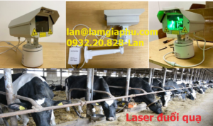 laser duoi qua