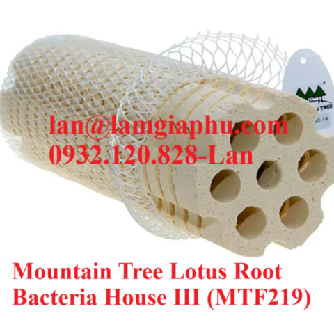 Mountain tree