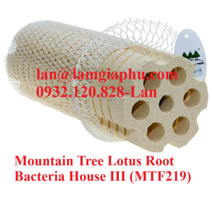 Mountain tree